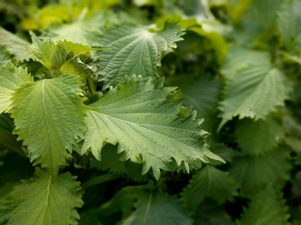 紫蘇葉-阿茲海默症