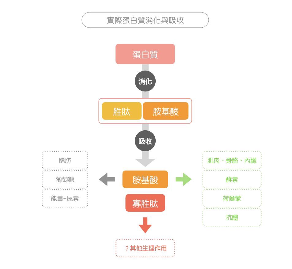 膠原蛋白-消化吸收途徑-新