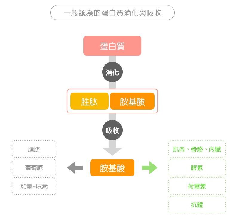 膠原蛋白-消化吸收途徑