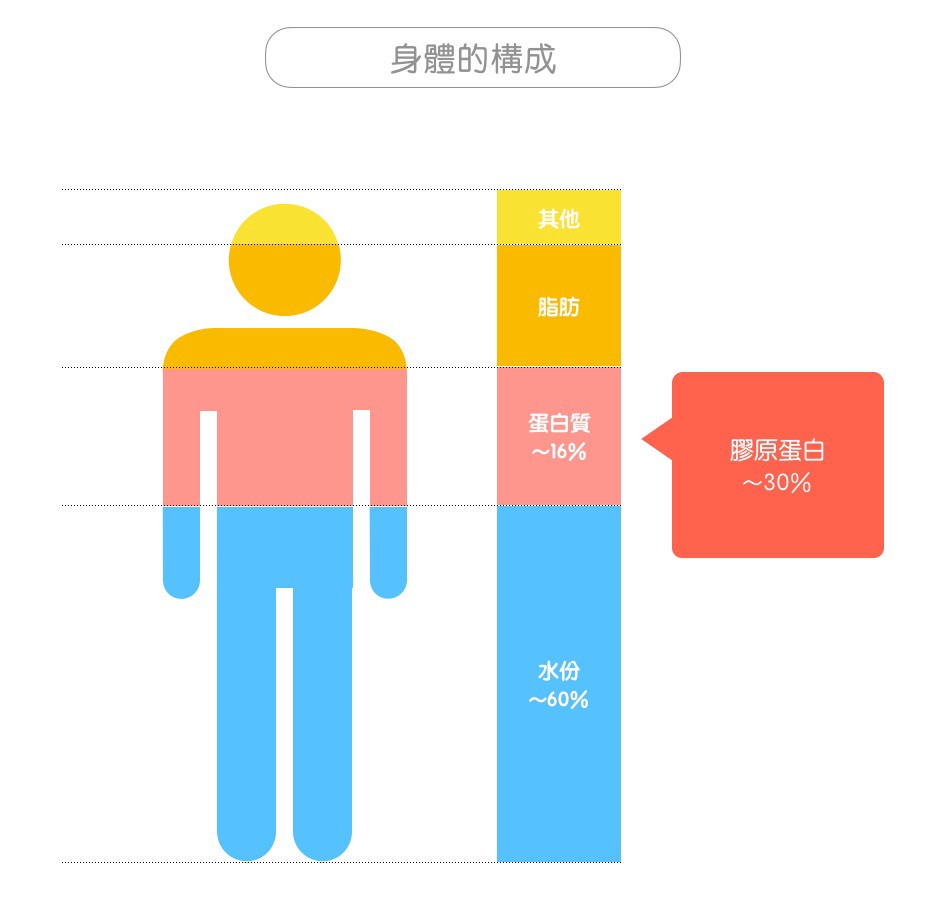 膠原蛋白-身體組成-水分-脂質-蛋白質