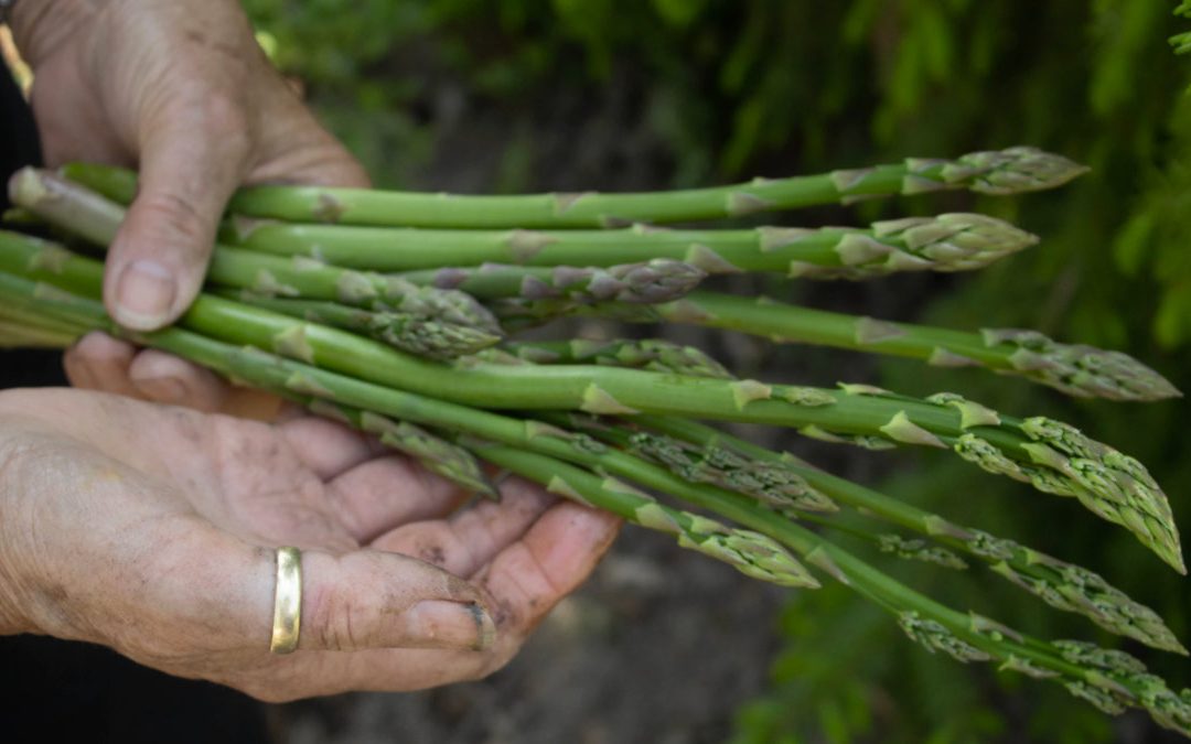 益生菌產生的短鏈脂肪酸有益健康？