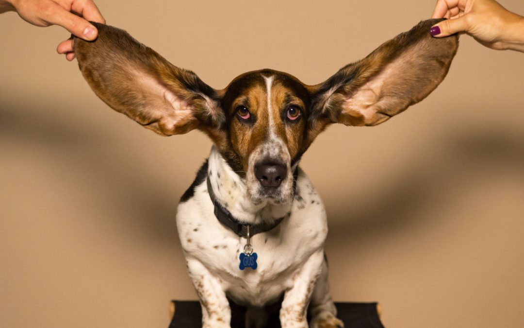 助聽器能否延遲年長者失智症、憂鬱或跌倒發生呢？