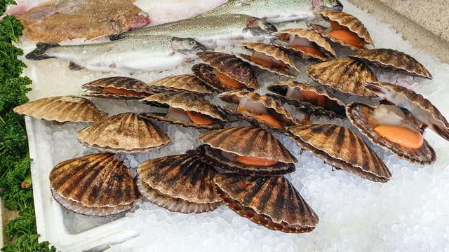 生食級干貝-帆立貝