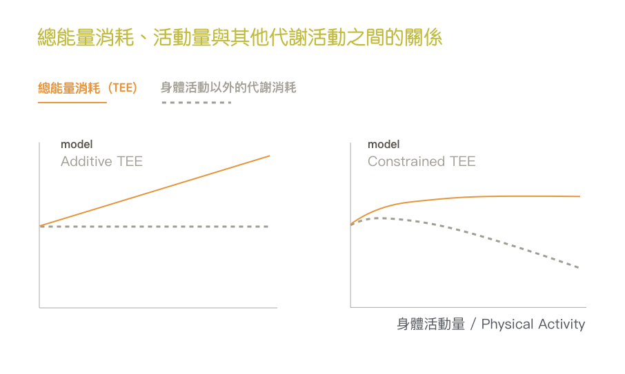 算熱量-能量消耗模型-TEE