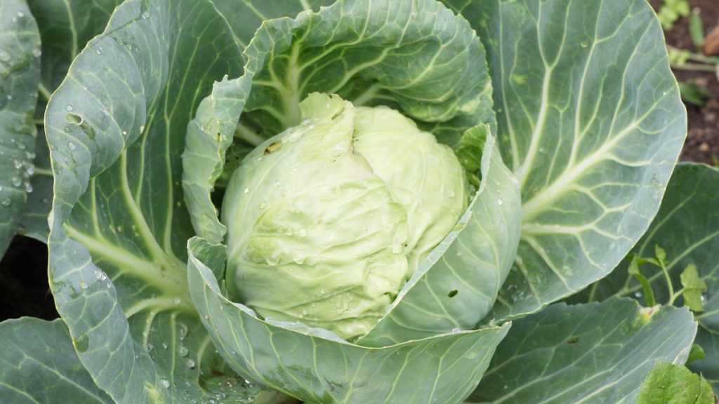 胃食道逆流-高麗菜-維生素U