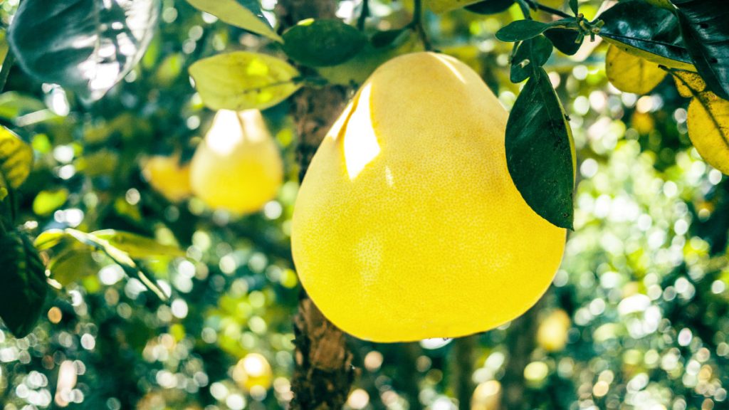 柚子-文旦-抗糖化