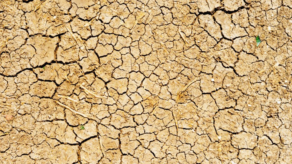 蒟蒻塊-賽洛美-肌膚乾燥