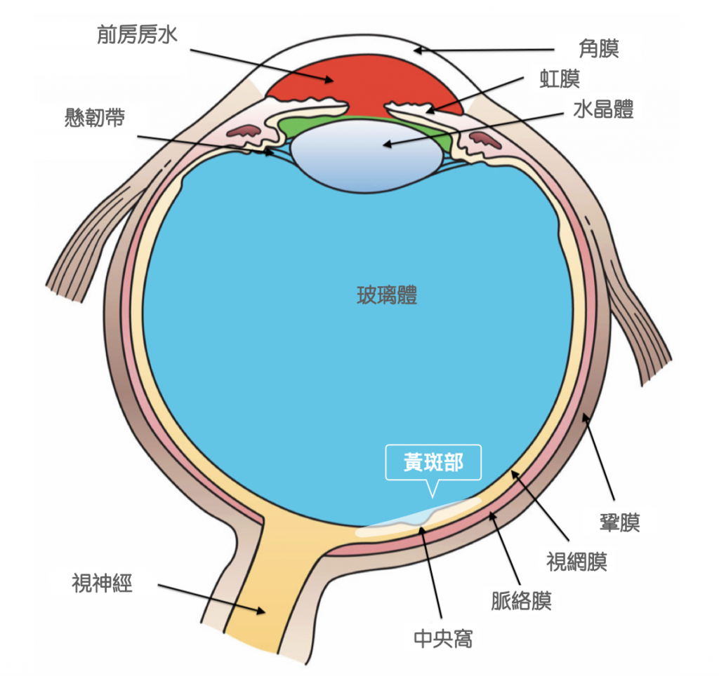 葉黃素-玉米黃素-眼睛結構