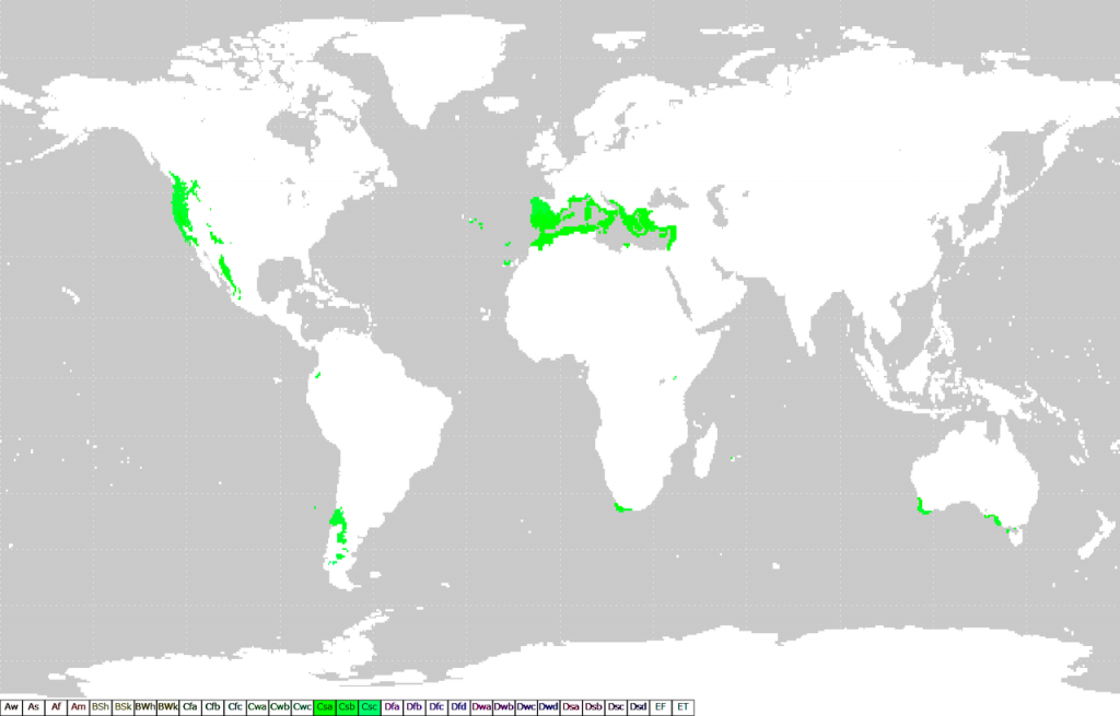 地中海飲食的起源-地中海氣候分佈