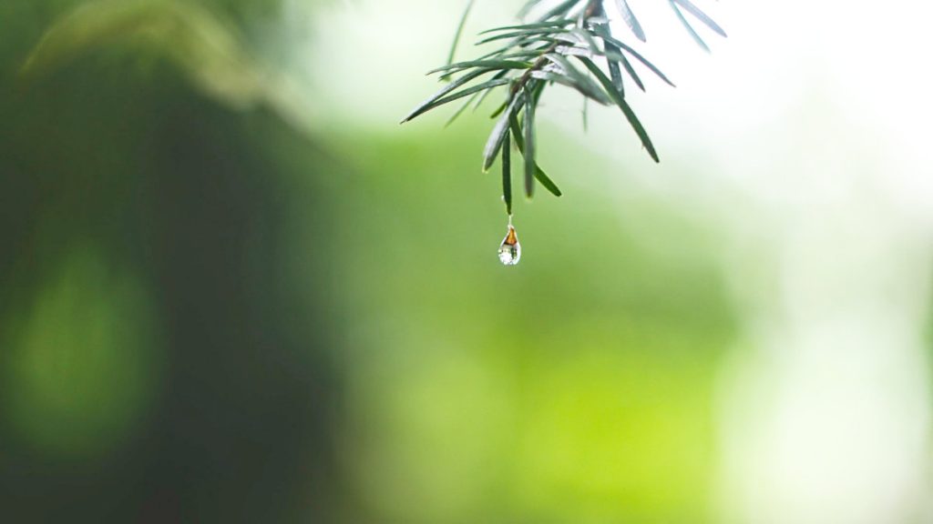 泌尿道感染-高齡長輩