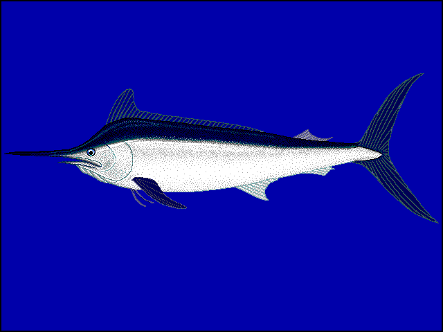 白旗魚-black-marlin