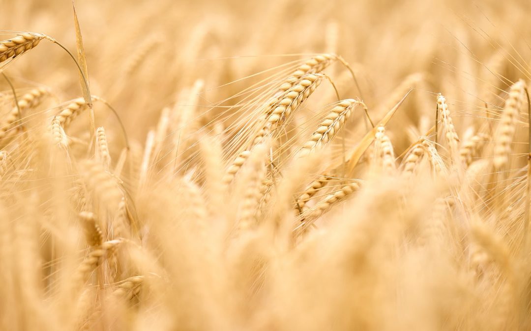部分白米替換成大麥的大麥飯　幫助減少內臟脂肪