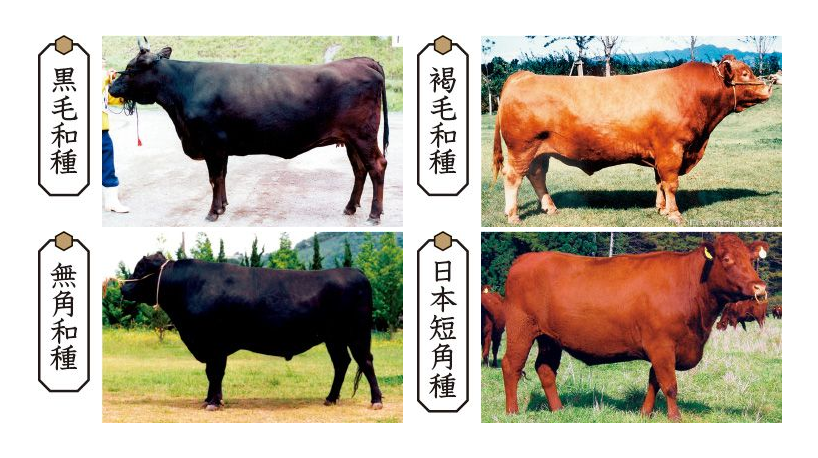 日本和牛-4種基本品種-黑毛和種-褐色和種-無角和種-日本短角和種
