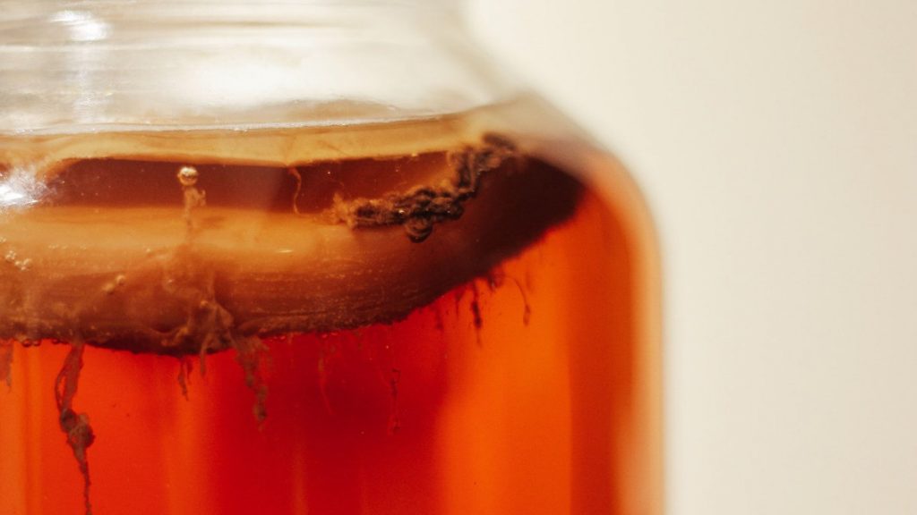 kombucha-康普茶-紅茶-發酵
