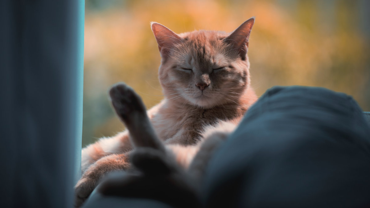 睡不夠-睡眠不足-青少年-賴床