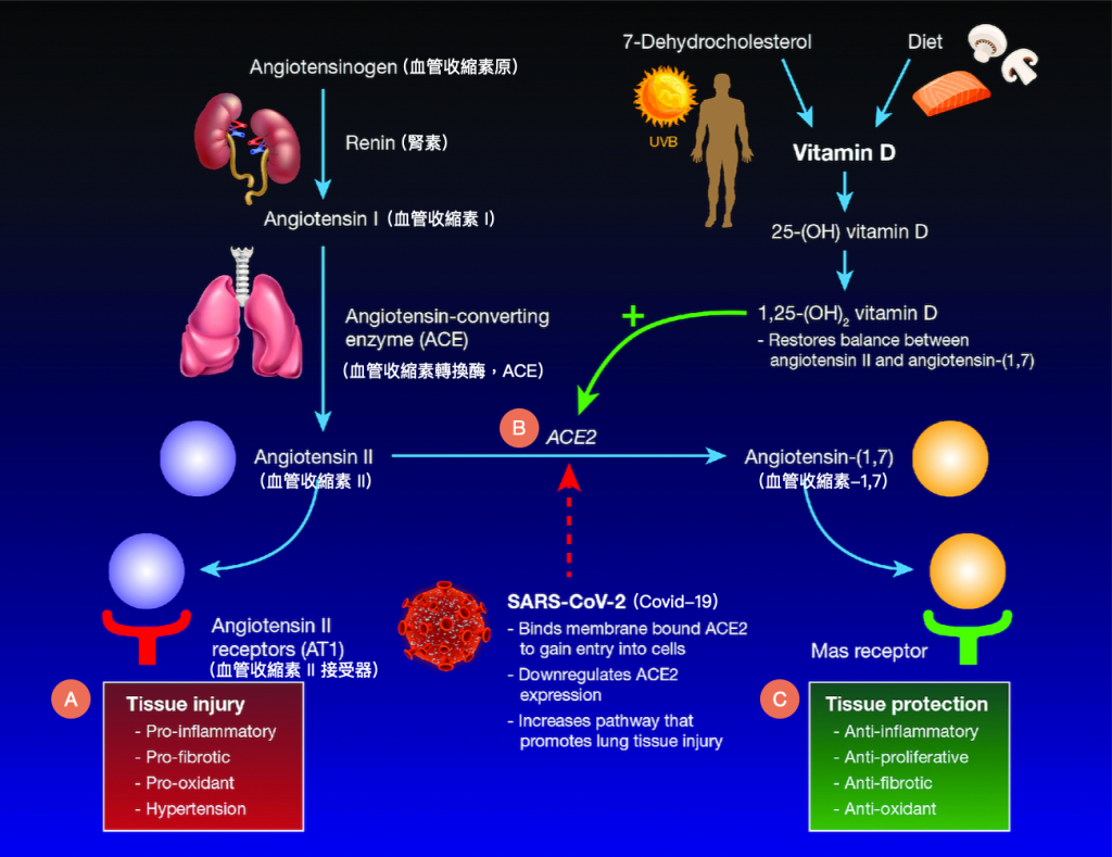 covid-19-血管收縮素-維生素D