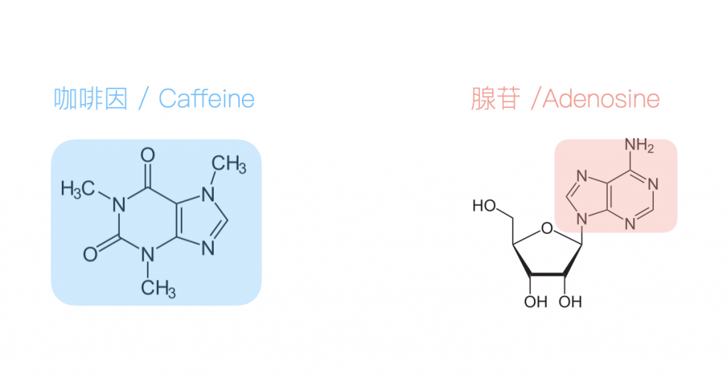 咖啡因-腺苷-分子