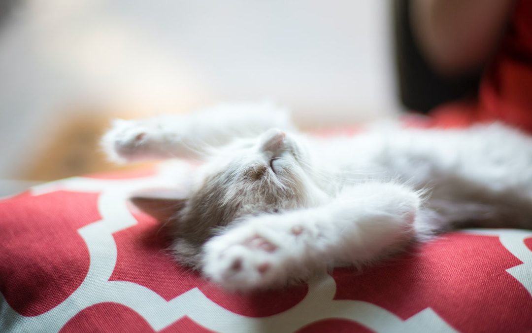 睡眠不佳危害大　提高癡呆症和早逝機率