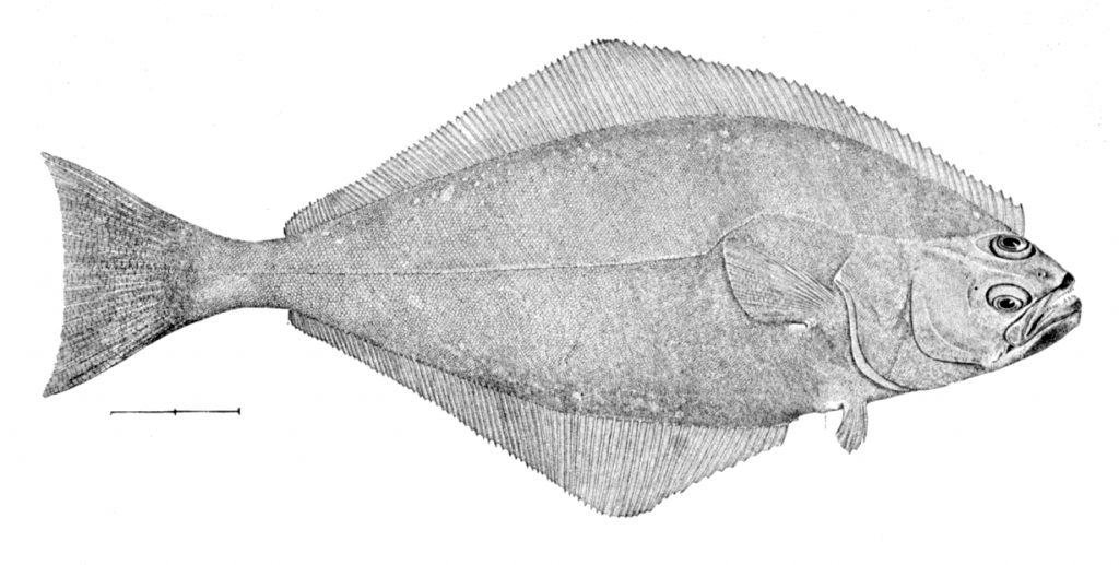 大比目魚-鰈-亞洲油碟-婆鰈