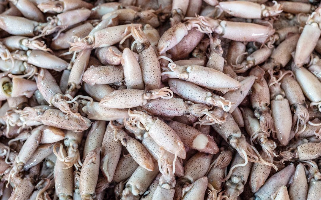 小卷、中卷、透抽哪裡不一樣？營養價值解析