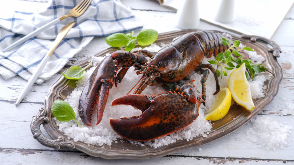 波士頓龍蝦-螯龍蝦