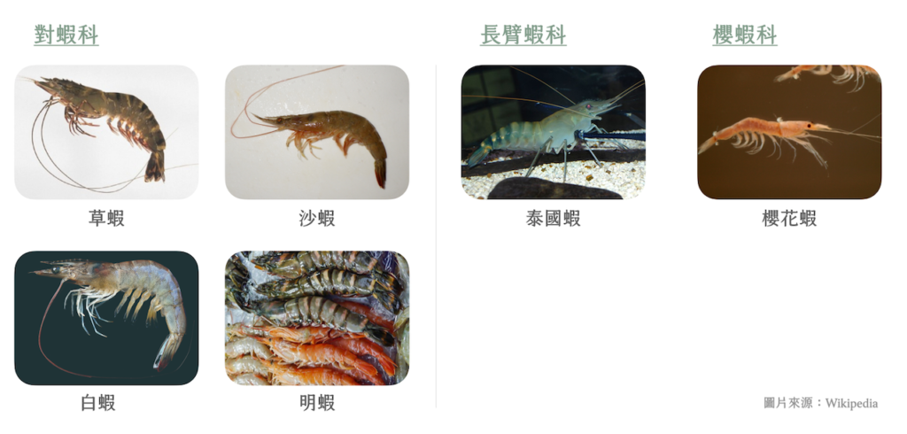 草蝦-白蝦-沙蝦-櫻花蝦-明蝦