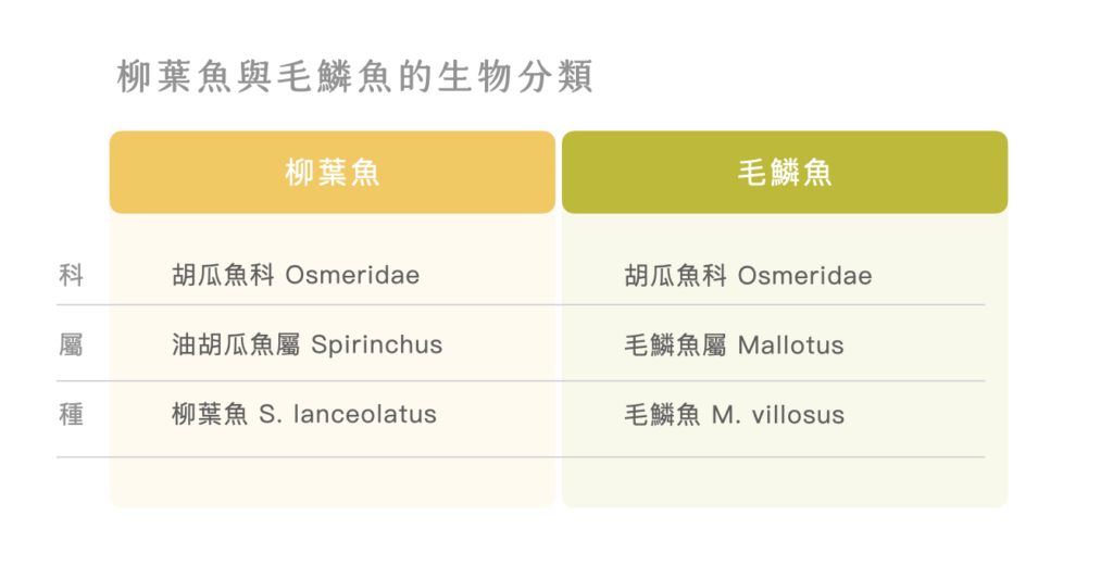 柳葉魚-毛鱗魚-生物分類