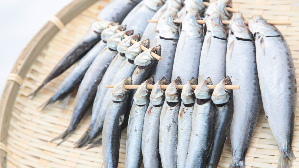 柳葉魚-毛鱗魚-差別