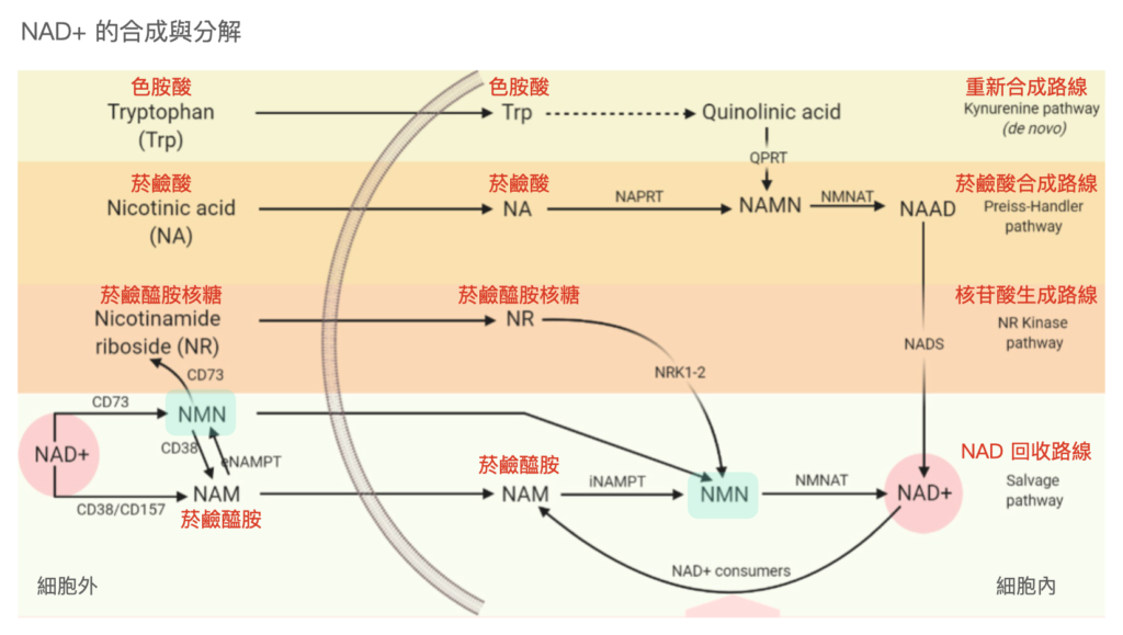 NMN-NAD-合成