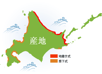 北海道干貝-帆立貝-分佈