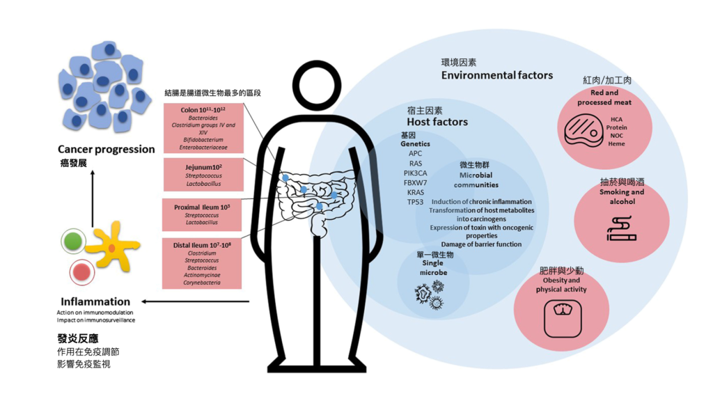 大腸癌-結腸癌-環境因素-內在因素-腸道菌群
