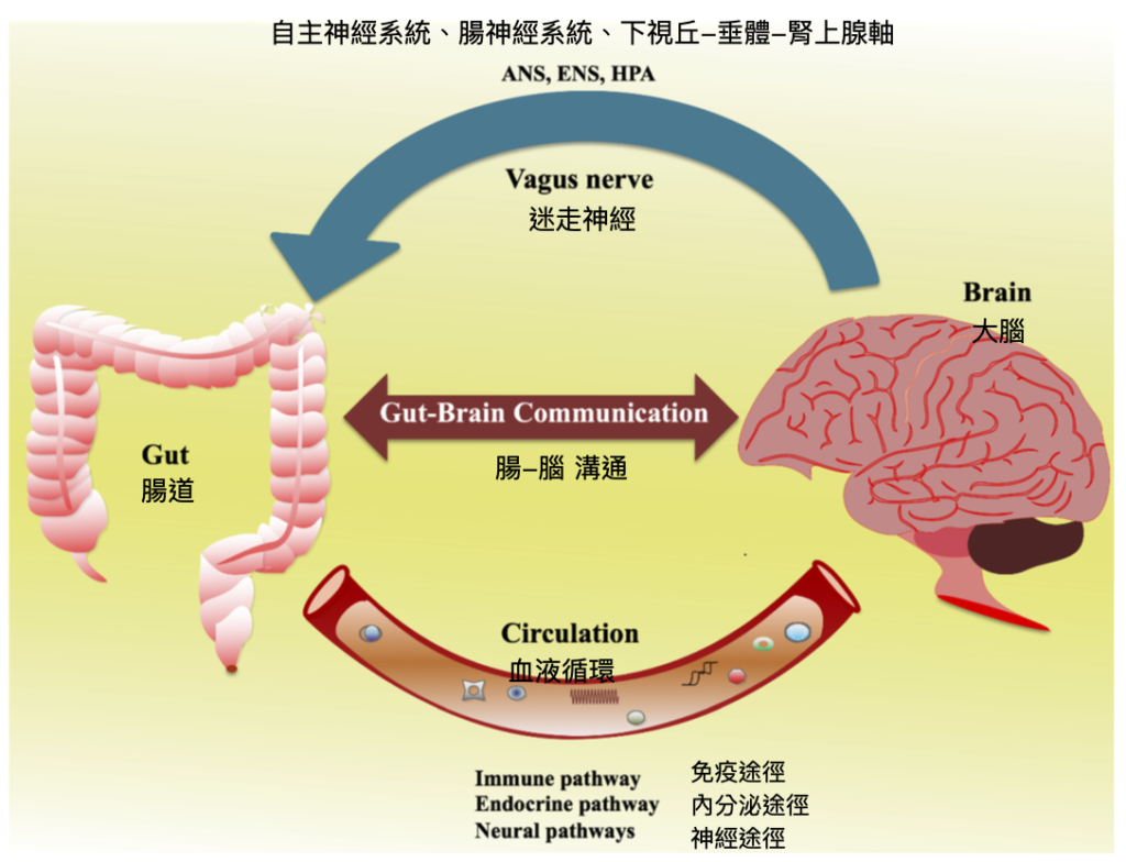腸腦軸線-黃酮類化合物-腸道菌群-認知能力